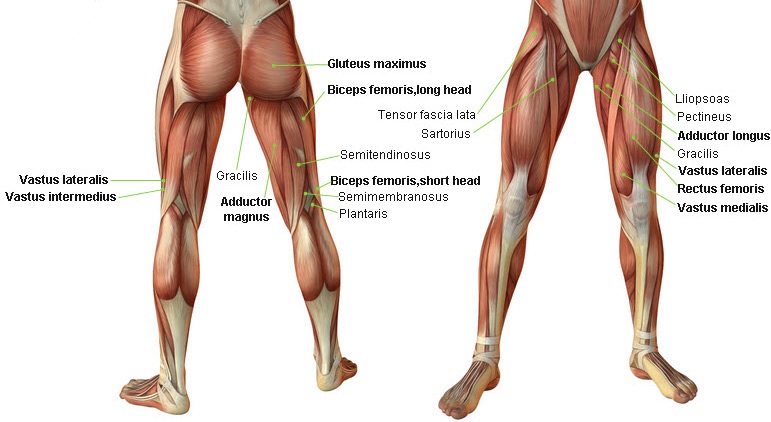 Leg Muscle Diagram